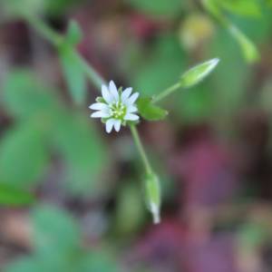 Chickweed, common mouse-eared