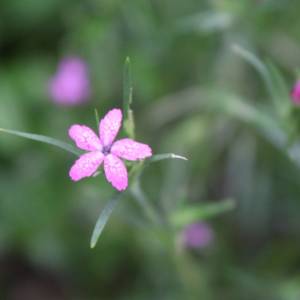 Deptford pink