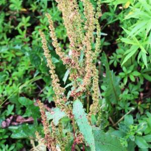 Dock, blunt-leaved, bitter