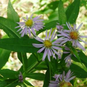 Aster, New England