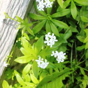 Bedstraw Dyer's