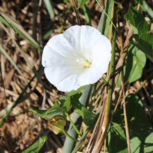 Bindweed hedge European