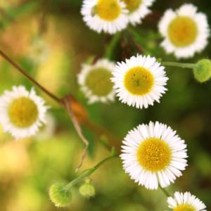Fleabane, Philadelphia