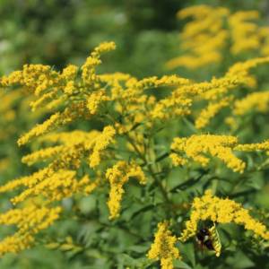 Goldenrod, Canada