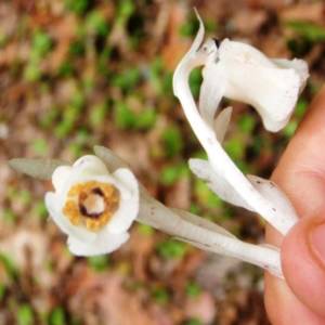 Indian Pipe, one-flowered