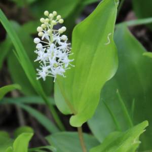 Lily, wild lily-of-the-valley [see Mayflower, Canada]