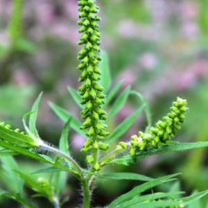 Ragweed, Common