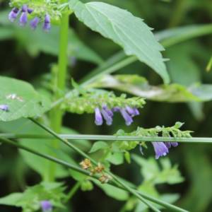 Skullcap, blue Mad-Dog