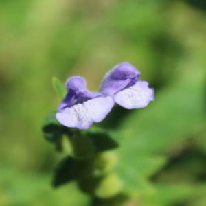Skullcap, marsh