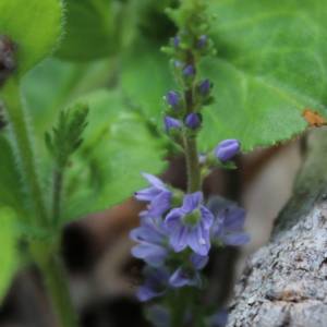 Speedwell, common