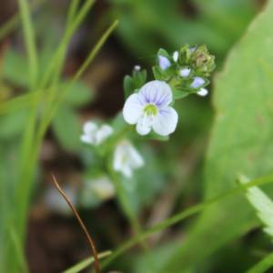 Speedwell, thyme-leaved