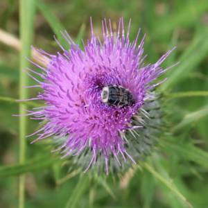 Thistle, common bull