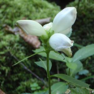 Turtlehead, white
