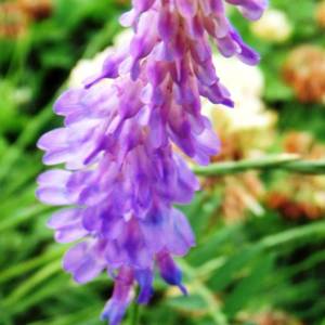 Vetch, tufted or hairy