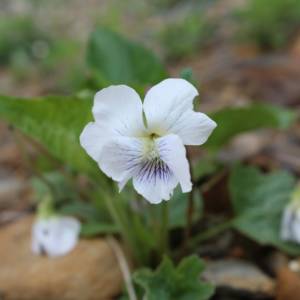 Violet, sweet white