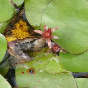 Water shield