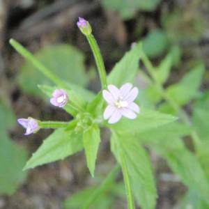 Willowherb, northern