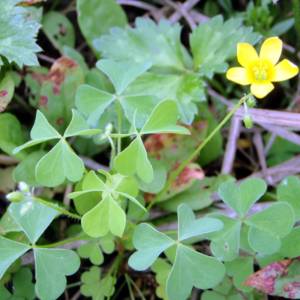 Wood-sorrel, European, common, yellow [shamrock]