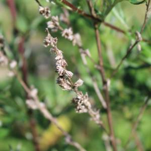 Wormwood, common