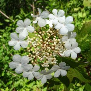 Cranberry, Highbush