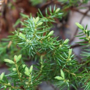 Juniper, common