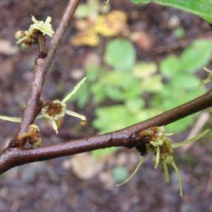 Witch-Hazel, American common