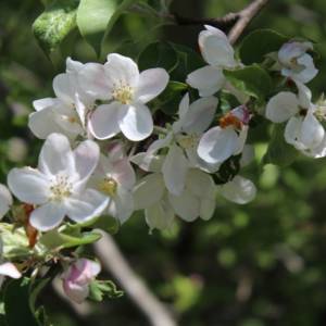 Apple, common
