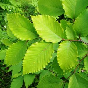 Beech, American