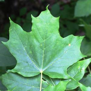 Maple, sugar (rock, hard)