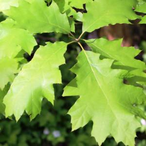 Oak, northern red