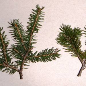 Spruce, black