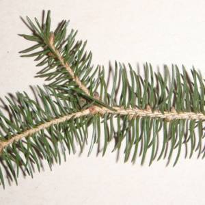Spruce, white