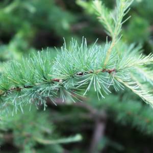 Tamarack (eastern Larch, Hackmatack, Larch)