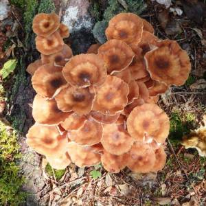 Armillaria mellea