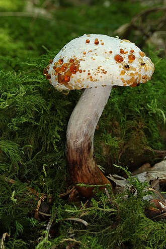 Boletus chrysenteron