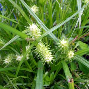 Carex intumescens