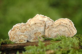 Cerrena unicolor