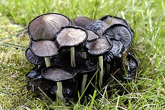 Coprinopsis atramentaria
