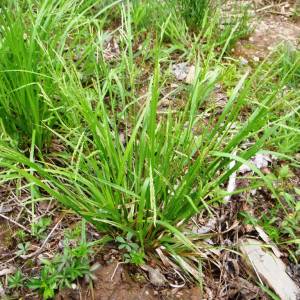Digitaria sanguinalis