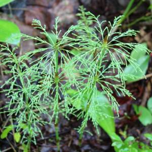 Equisetum sylvaticum