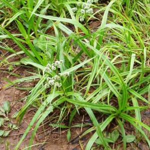 Juncus acuminatus