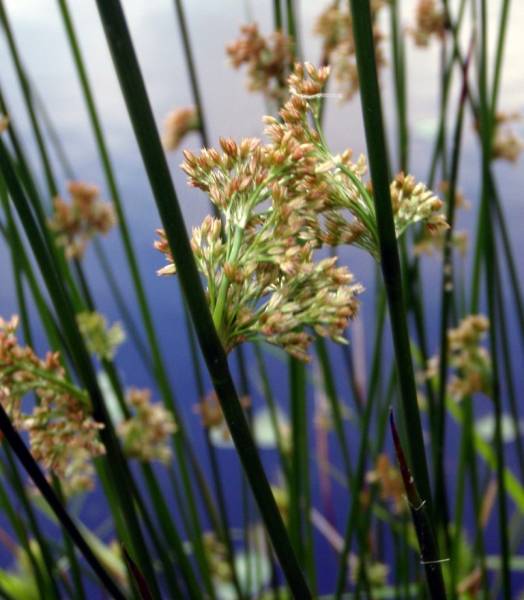 Juncus effusus