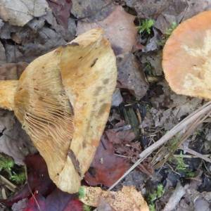 Lactarius theiogalus