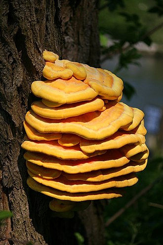 Laetiporus sulphurous