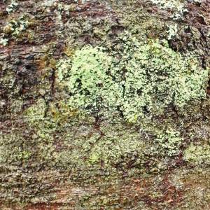 Lepraria lobificans