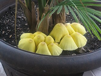 Leucocoprinus birnbaumii