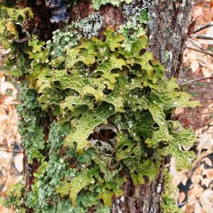 Lichen
