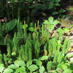 Lycopodium annotinum