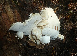Oligoporus obductus