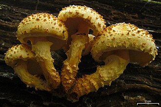 Pholiota squariosoides